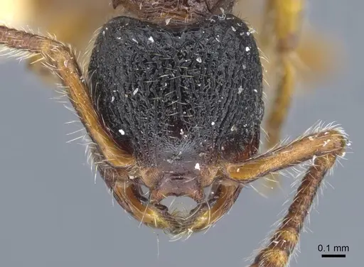 Myrmecina graminicola specimen CASENT0917028 image casent0917028_3
