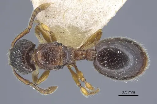Myrmecina graminicola specimen CASENT0917030 image casent0917030_1