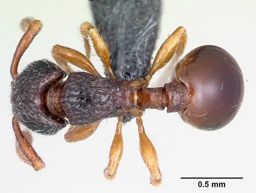 Myrmecina guangxiensis specimen CASENT0070290 image casent0070290_1
