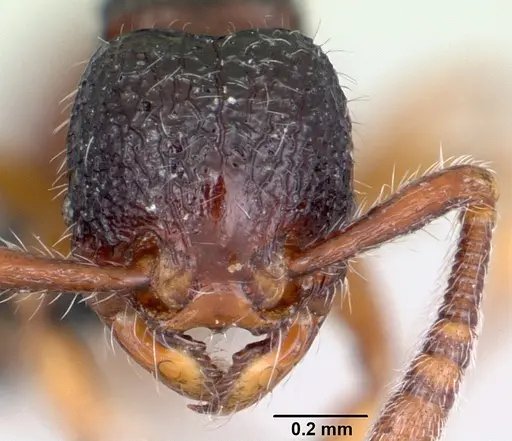 Myrmecina guangxiensis specimen CASENT0070290 image casent0070290_2