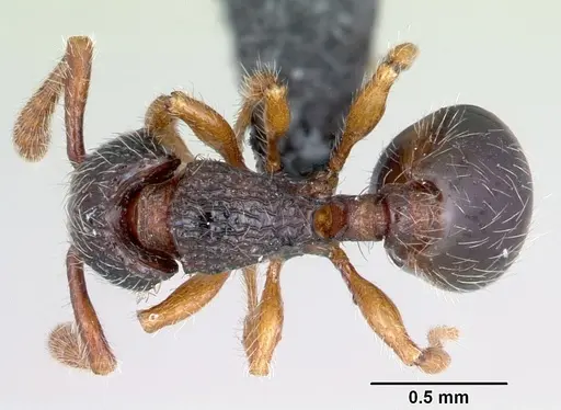Myrmecina guangxiensis specimen CASENT0070296 image casent0070296_1