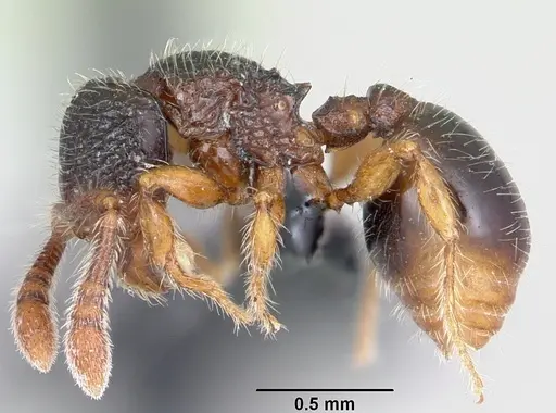 Myrmecina guangxiensis specimen CASENT0070296 image casent0070296_3