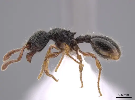 Myrmecina harrisoni specimen CASENT0653673 image casent0653673_3