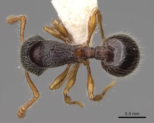Myrmecina harrisoni specimen CASENT0922957 image casent0922957_1