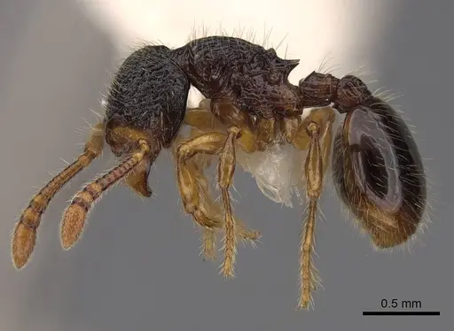 Myrmecina harrisoni specimen CASENT0922957 image casent0922957_3