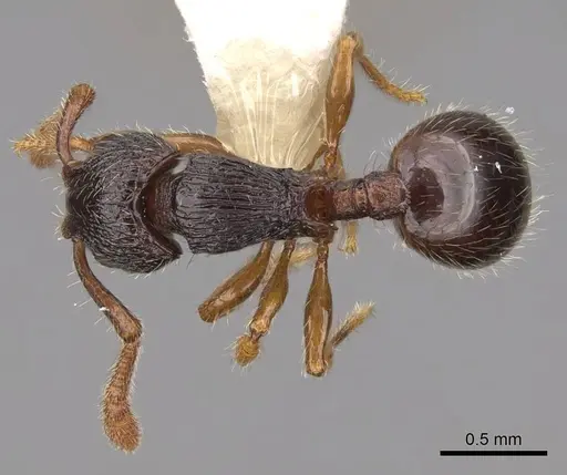 Myrmecina inaequala specimen CASENT0922968 image casent0922968_1