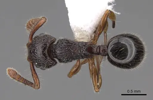 Myrmecina macrops specimen CASENT0922962 image casent0922962_1