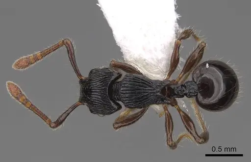 Myrmecina mandibularis specimen CASENT0922965 image casent0922965_1