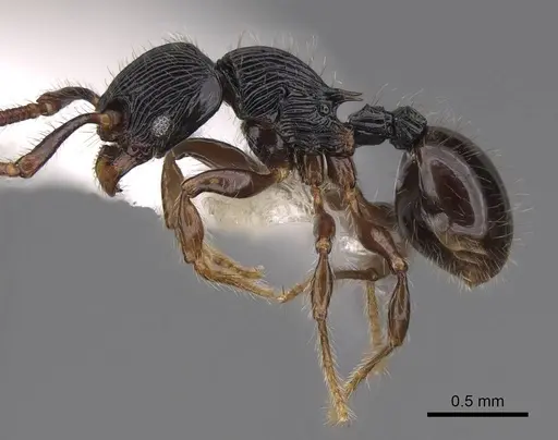Myrmecina mandibularis specimen CASENT0922965 image casent0922965_3