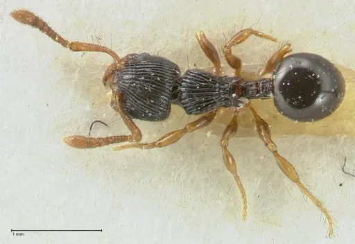 Myrmecina mandibularis specimen FOCOL1944 image focol1944_1