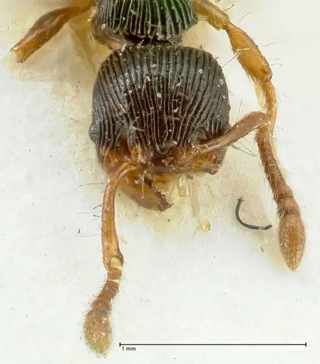 Myrmecina mandibularis specimen FOCOL1944 image focol1944_2