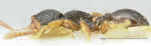 Myrmecina mandibularis specimen FOCOL1944 image focol1944_3