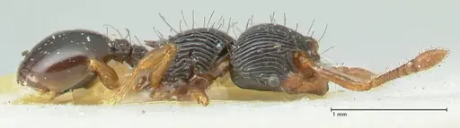 Myrmecina mandibularis specimen FOCOL1944 image focol1944_4