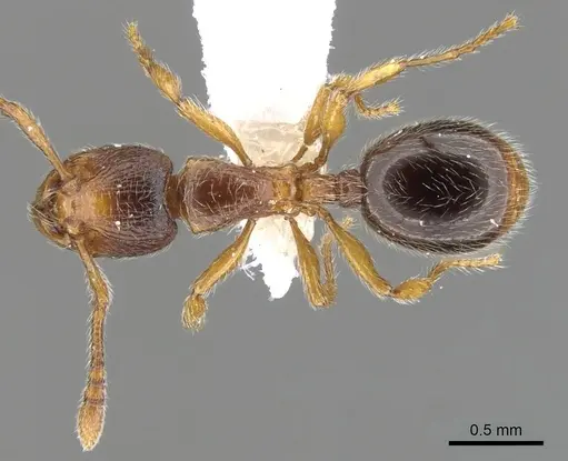 Myrmecina melonii specimen CASENT0901733 image casent0901733_1