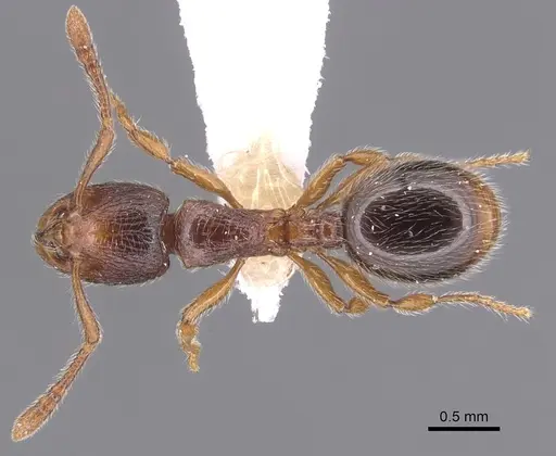 Myrmecina melonii specimen CASENT0904563 image casent0904563_1