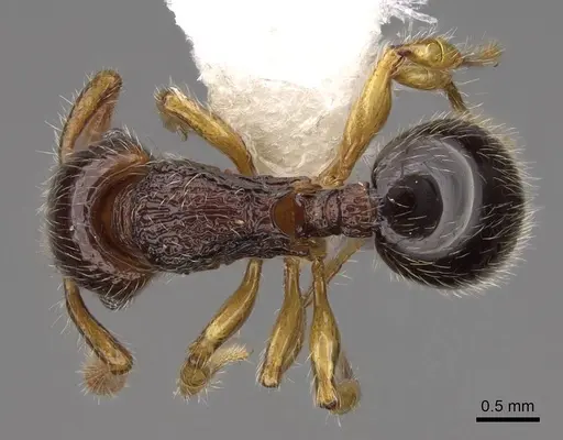 Myrmecina nitidiuscula specimen CASENT0922978 image casent0922978_1