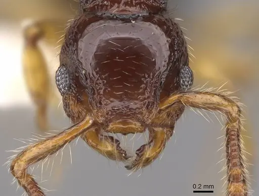 Myrmecina nitidiuscula specimen CASENT0922978 image casent0922978_2