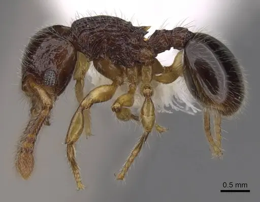 Myrmecina nitidiuscula specimen CASENT0922978 image casent0922978_3
