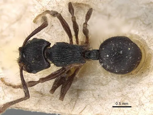Myrmecina opaciventris specimen CASENT0922228 image casent0922228_1