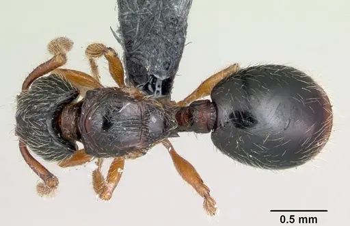 Myrmecina pauca specimen CASENT0070297 image casent0070297_1