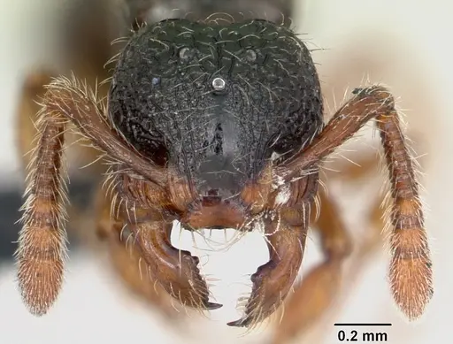 Myrmecina pauca specimen CASENT0070297 image casent0070297_2