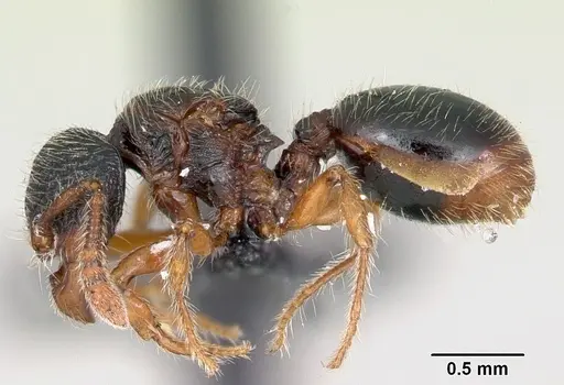Myrmecina pauca specimen CASENT0070297 image casent0070297_3