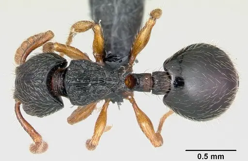 Myrmecina pauca specimen CASENT0070301 image casent0070301_1