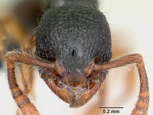 Myrmecina pauca specimen CASENT0070301 image casent0070301_2
