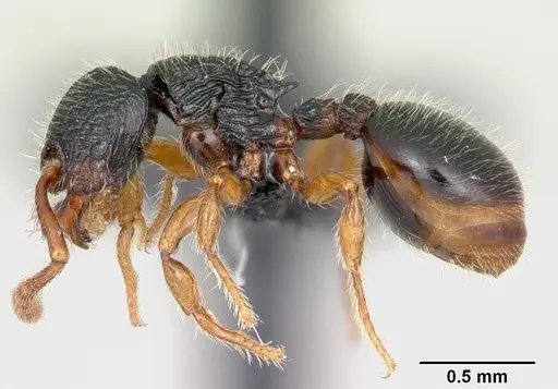 Myrmecina pauca specimen CASENT0070301 image casent0070301_3