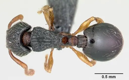 Myrmecina pauca specimen CASENT0070302 image casent0070302_1