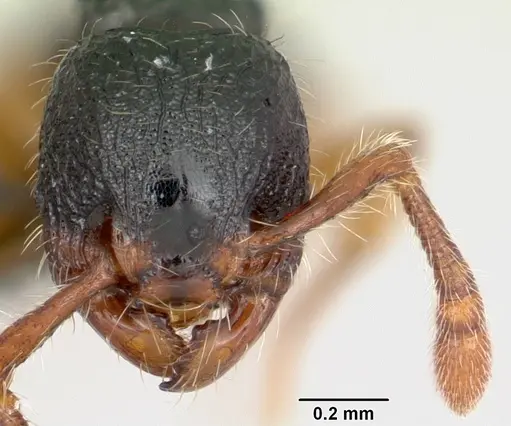 Myrmecina pauca specimen CASENT0070302 image casent0070302_2
