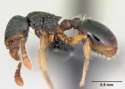 Myrmecina pauca specimen CASENT0070302 image casent0070302_3