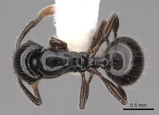 Myrmecina polita specimen CASENT0922966 image casent0922966_1