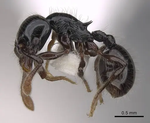 Myrmecina polita specimen CASENT0922966 image casent0922966_3