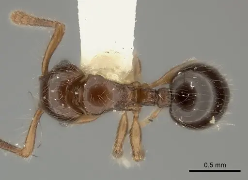 Myrmecina punctata specimen CASENT0217891 image casent0217891_1