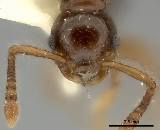 Myrmecina punctata specimen CASENT0217891 image casent0217891_2