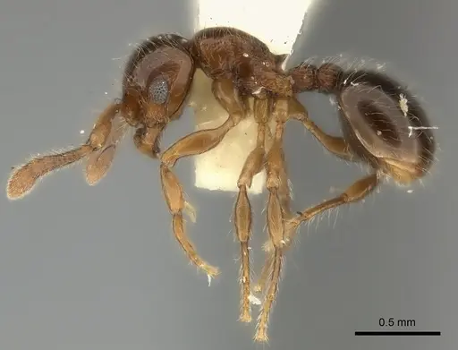 Myrmecina punctata specimen CASENT0217891 image casent0217891_3