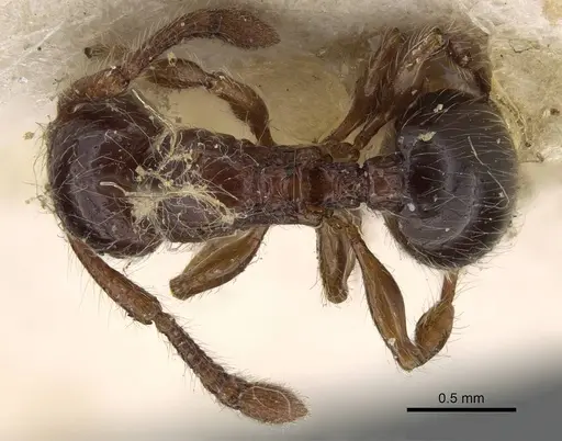 Myrmecina punctata specimen CASENT0922229 image casent0922229_1