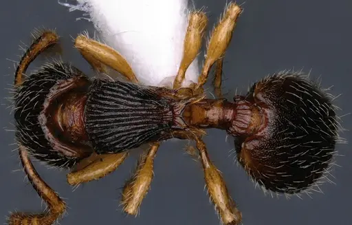 Myrmecina reticulata specimen NBAIRHYM-FOR9424 image nbairhym-for9424_1