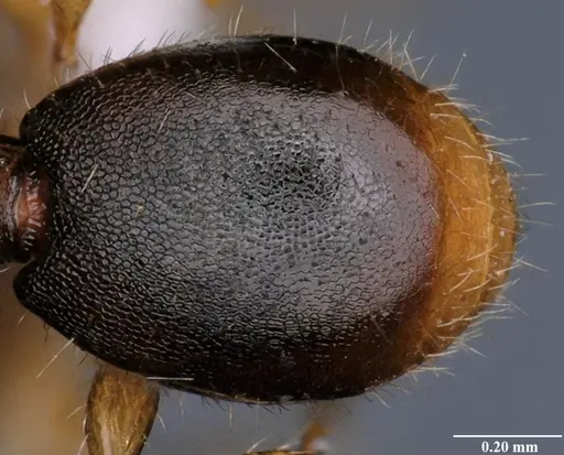 Myrmecina reticulata specimen NBAIRHYM-FOR9424 image nbairhym-for9424_2