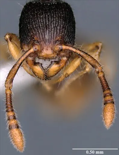 Myrmecina reticulata specimen NBAIRHYM-FOR9424 image nbairhym-for9424_3