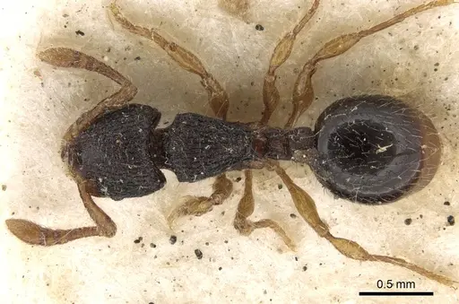 Myrmecina rugosa specimen CASENT0281802 image casent0281802_1