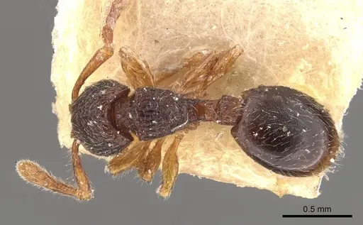 Myrmecina sauteri specimen CASENT0908954 image casent0908954_1