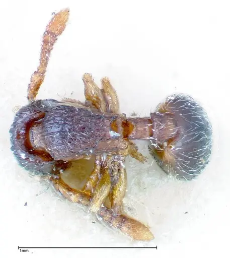 Myrmecina sauteri specimen FOCOL0305 image focol0305_1