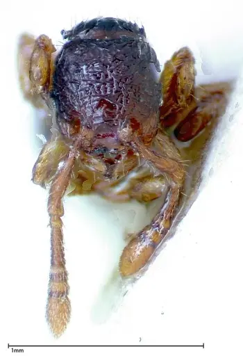 Myrmecina sauteri specimen FOCOL0306 image focol0306_2