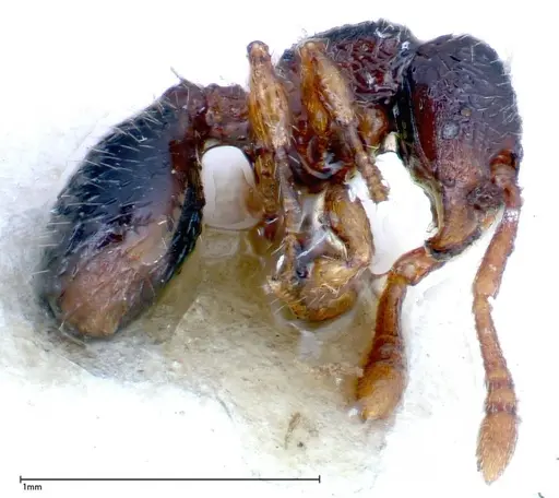 Myrmecina sauteri specimen FOCOL0306 image focol0306_3