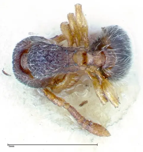 Myrmecina sauteri specimen FOCOL0307 image focol0307_1
