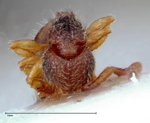 Myrmecina sauteri specimen FOCOL0307 image focol0307_2
