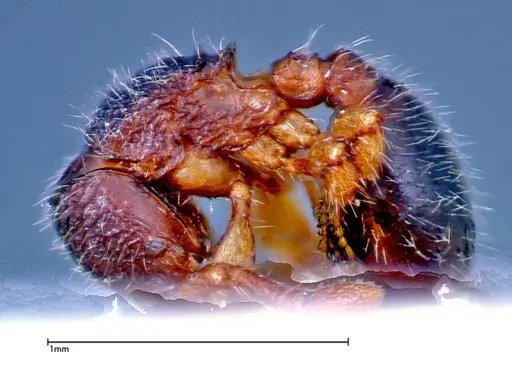 Myrmecina sauteri specimen FOCOL0307 image focol0307_3