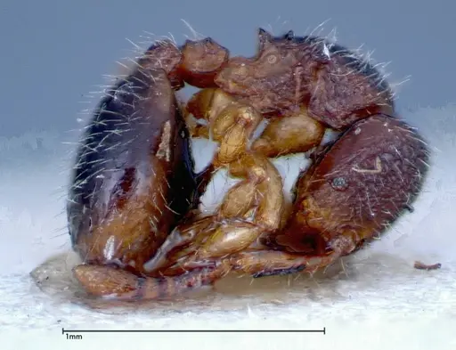 Myrmecina sauteri specimen FOCOL0307 image focol0307_4